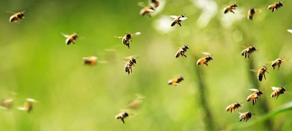 Arılar olmasa dünya nasıl bir yer olurdu?