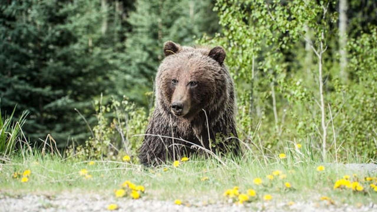 Ayılar Hakkında Şaşırtıcı Gerçekler: Bambu Yiyen Pandaların Ekstra Kemiği, Deniz Memelisi Sayılan Kutup Ayıları
