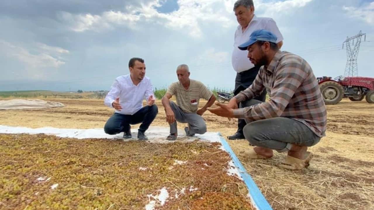 Başevirgen: TMO, üzümcüyü yine tüccarın insafına bıraktı