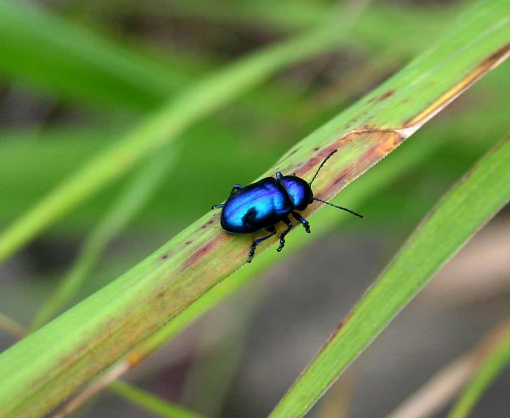 Böceklerin yüzde 99’u hakkında neredeyse hiçbir şey bilmiyoruz