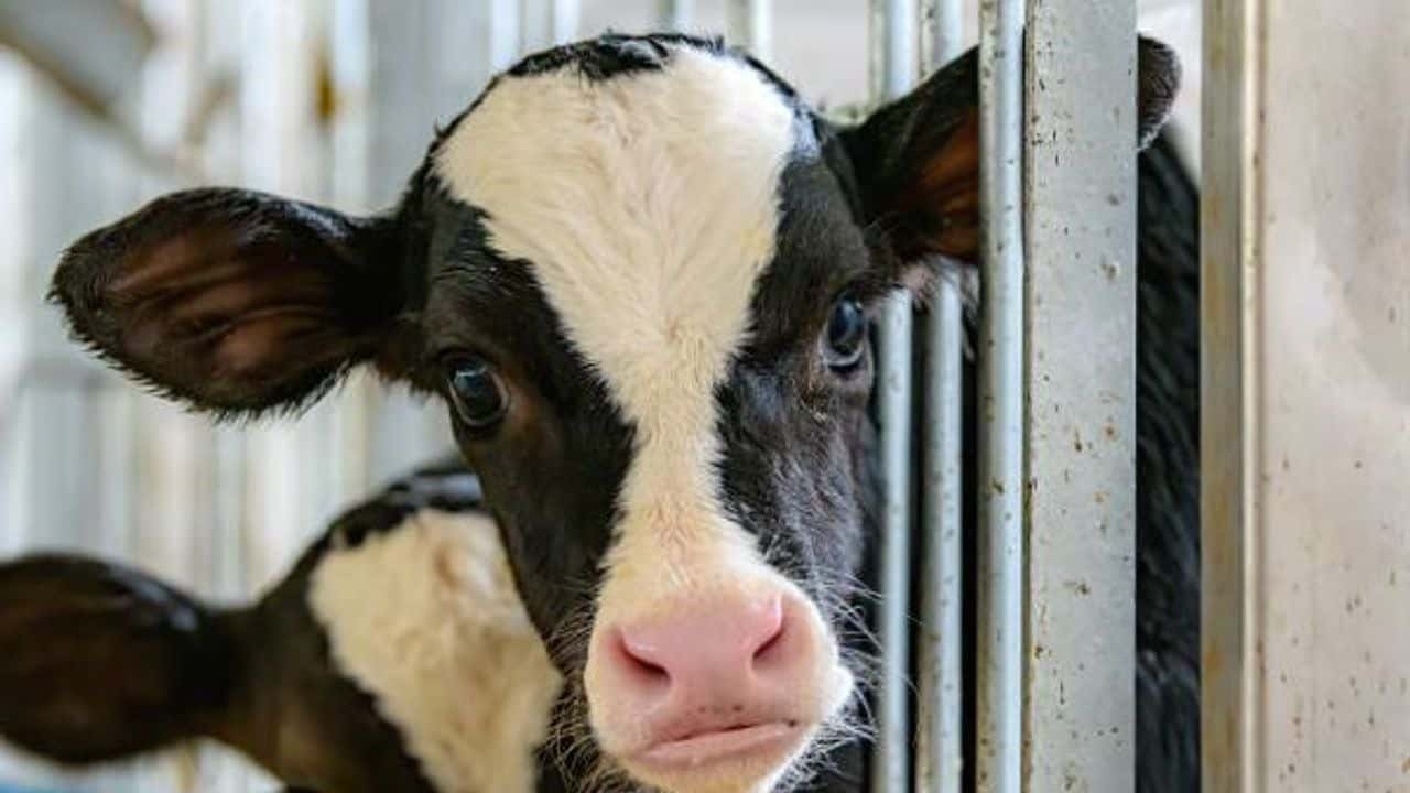 Deli Dana Hastalığı (BSE) Geri Mi Dönüyor? Ölümcül Virüsün Belirtileri, Bulaşma Yolları ve Korunma Yöntemleri