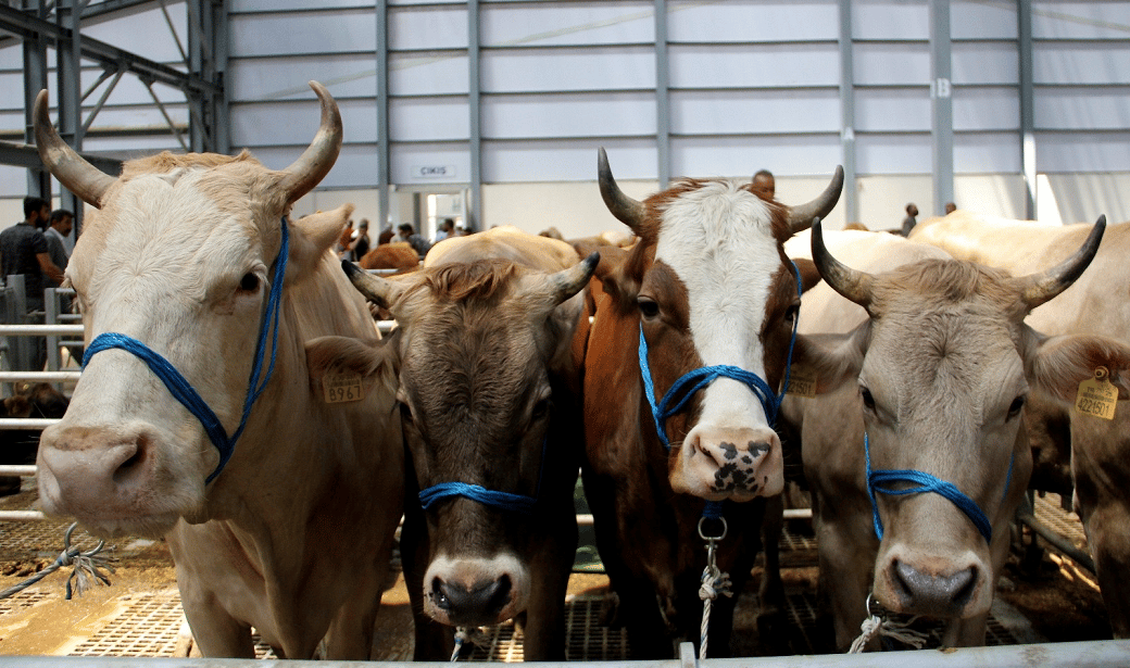 Milas'ta 'şap hastalığı' nedeniyle 11 mahalle karantinaya alındı