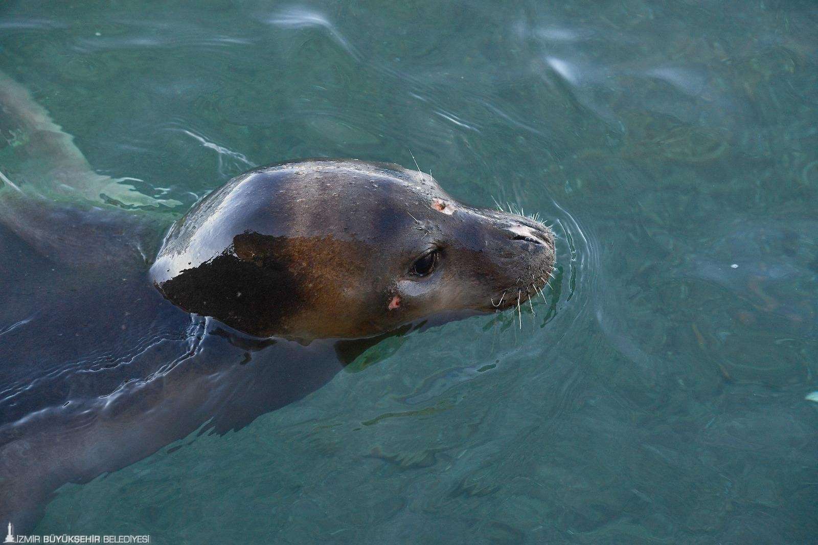 Tedavisi tamamlanan Akdeniz foku mavi sularla buluştu