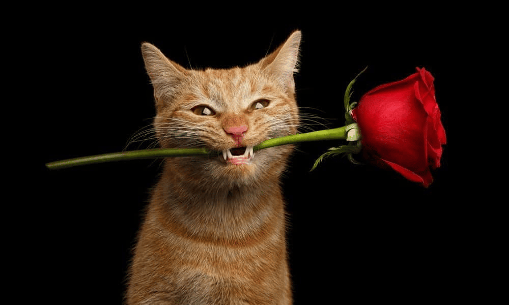 Kediler sahiplerinin kokusunu ayırt edebiliyor mu?