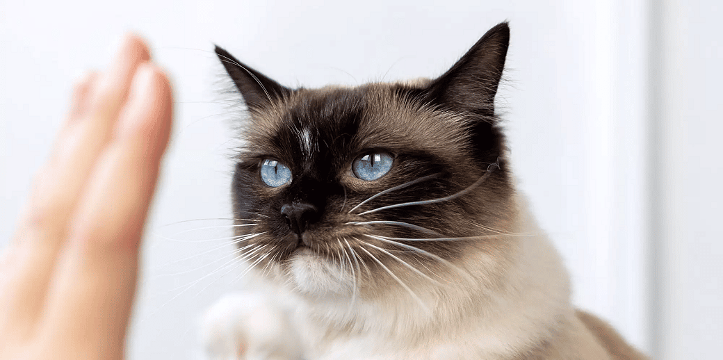 Kediler İlk Kez Nerede Evcilleştirildi? İşte Kedigillerin İlginç Göç Yolculuğu