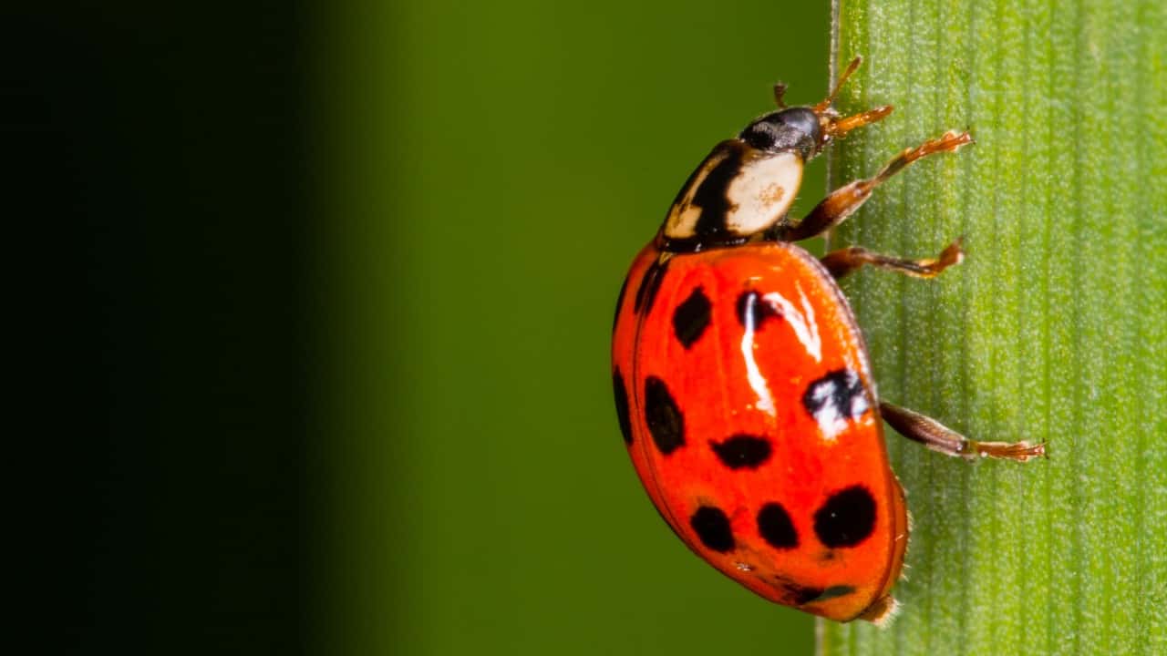 Uğur Böcekleri Hakkında Şaşırtıcı Gerçekler
