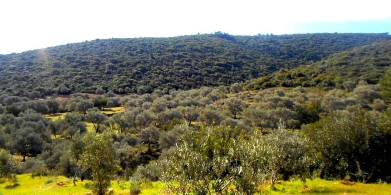 Kantarcı: Zeytin ağaçlarını taşımak mümkün değil