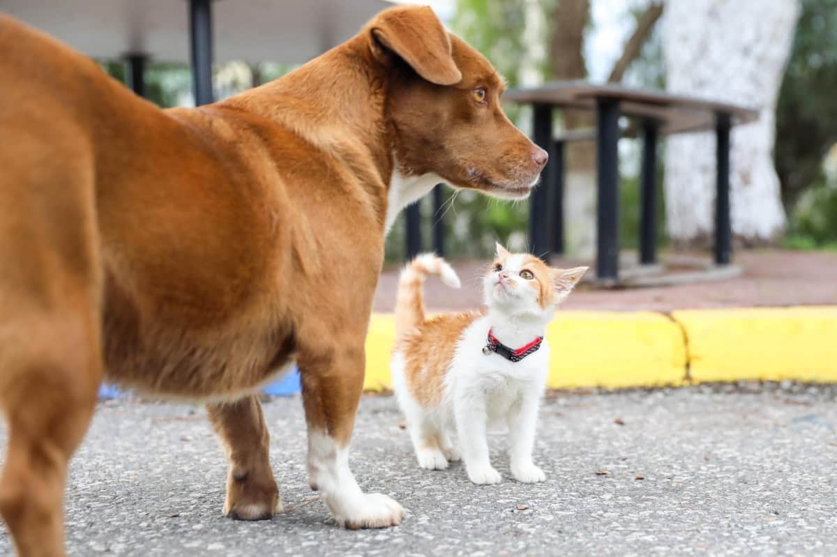 Buca’nın Mucize si yuvasına kavuştu