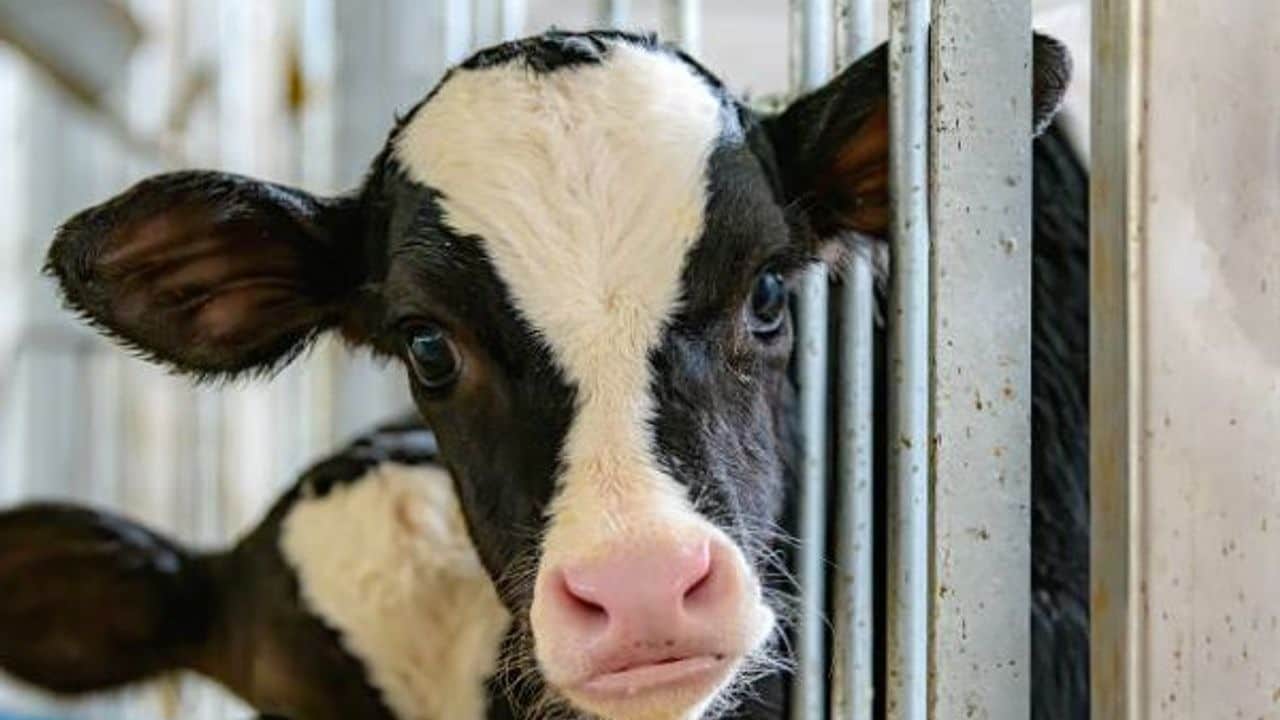 Deli Dana Hastalığı (BSE) Geri Mi Dönüyor? Ölümcül Virüsün Belirtileri, Bulaşma Yolları ve Korunma Yöntemleri