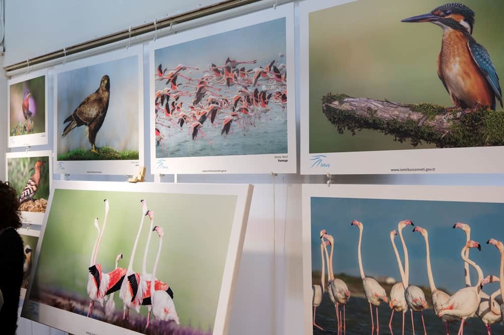 Foça'da Gediz Deltası sergisi ve kuş karikatürleri yarışması ödülleri sahiplerini buldu