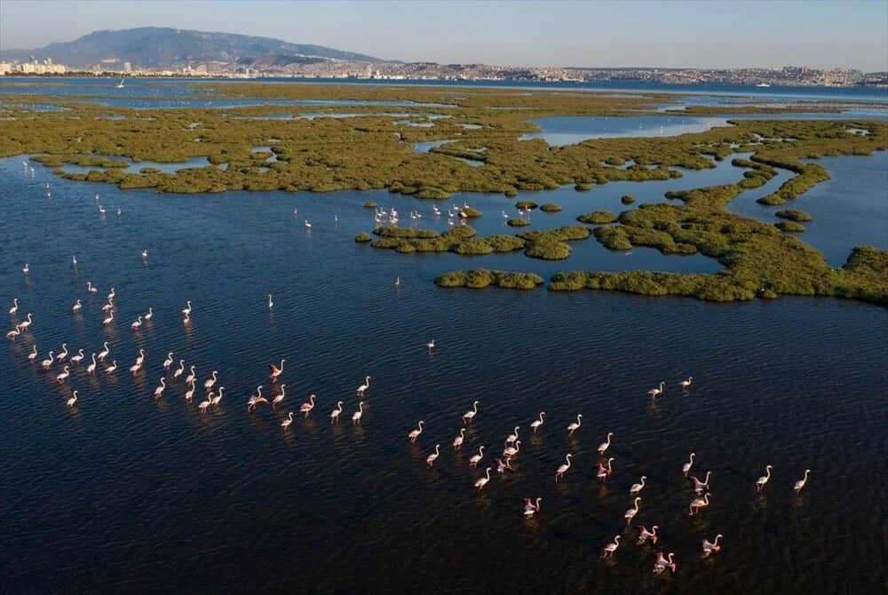 Gediz Deltası Kuraklık ve Kirlilik ile Boğuşuyor