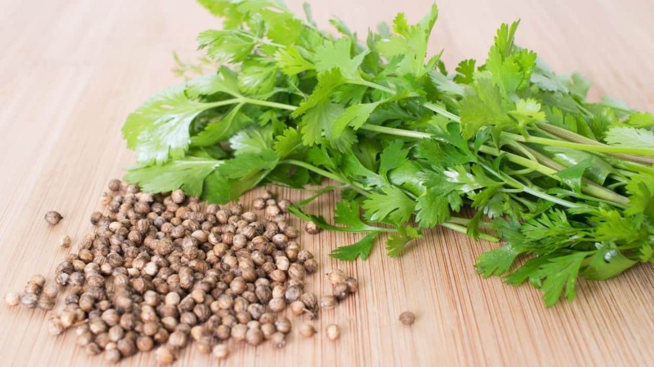 Kişniş Otunun Sağlığa Muhteşem 7 Faydası