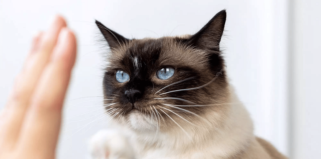 Kediler İlk Kez Nerede Evcilleştirildi? İşte Kedigillerin İlginç Göç Yolculuğu