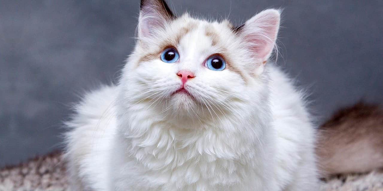 Kedilere Kemik Verilir mi? Uzmanlar Uyarıyor: Sokak Kedileri İçin Ölümcül Olabilir!