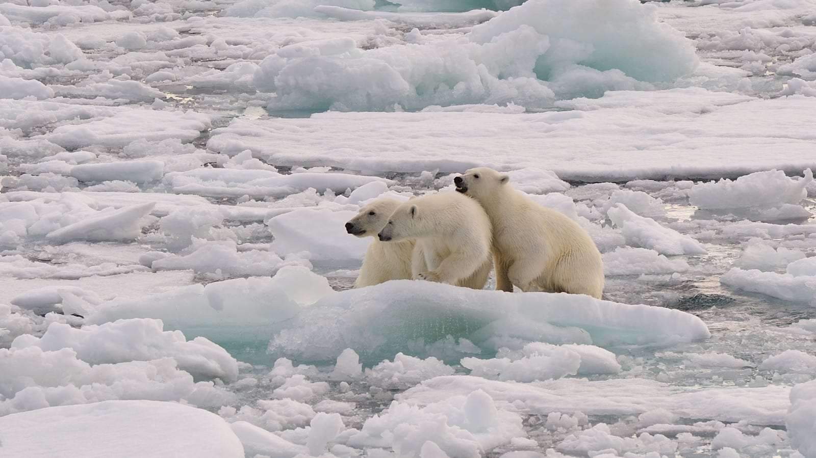 Alaska’da kutup ayıları tehdit altında