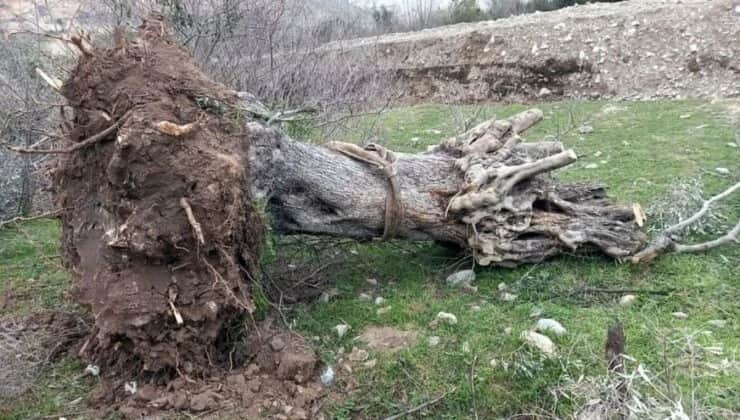 Maden Kanunu Teklifinin 11 Maddesi Kabul Edildi: "Zeytinlikler Kömür Uğruna Yok Edilecek"