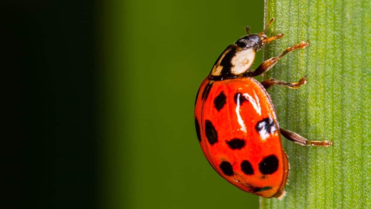 Uğur Böcekleri Hakkında Şaşırtıcı Gerçekler
