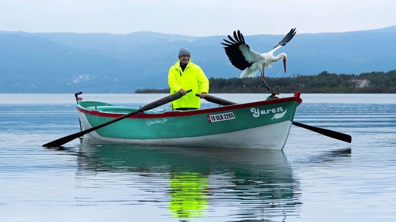 Yaren leylek 15'inci kez Karacabey'e döndü