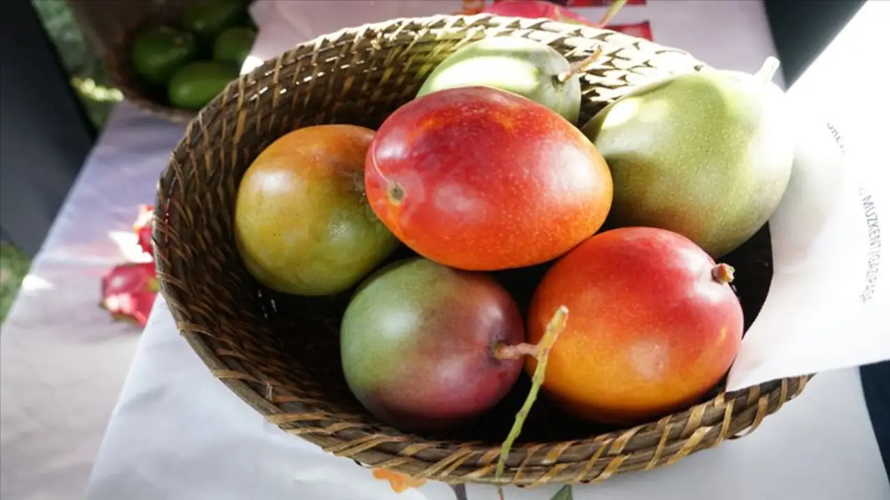 Mango Nedir? Faydaları Nelerdir?